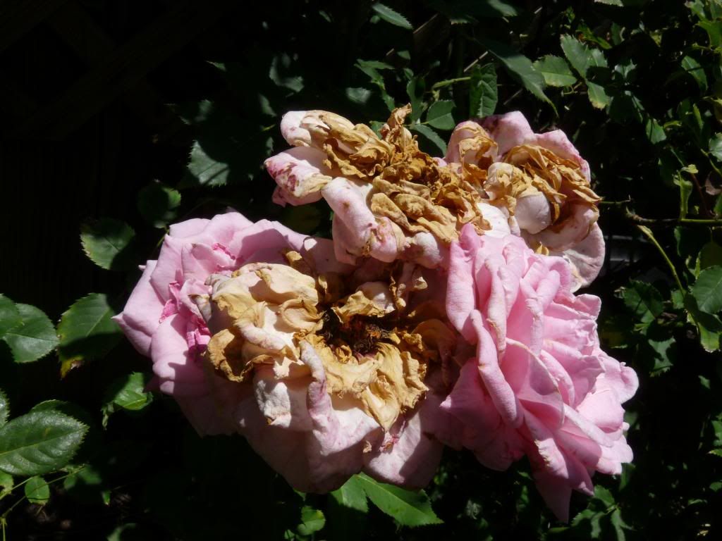  photo belindasdream.jpg